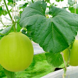 Cucumis melo L. 'Mangomel'
