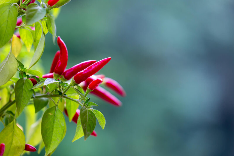 Capsicum frutenscens L.