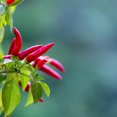 Capsicum frutenscens L.