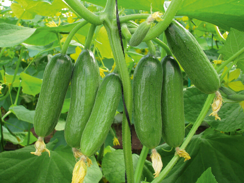 Cucumis sativus