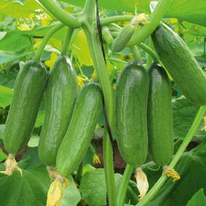 Cucumis sativus