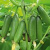 Cucumis sativus