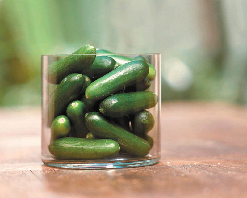 Cucumis sativus
