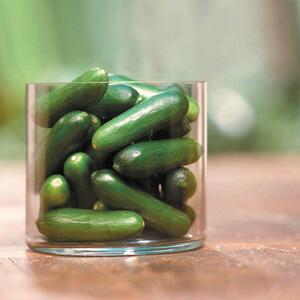 Cucumis sativus
