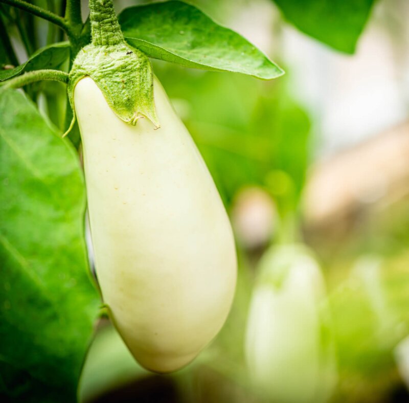 Solanum melongena Alba