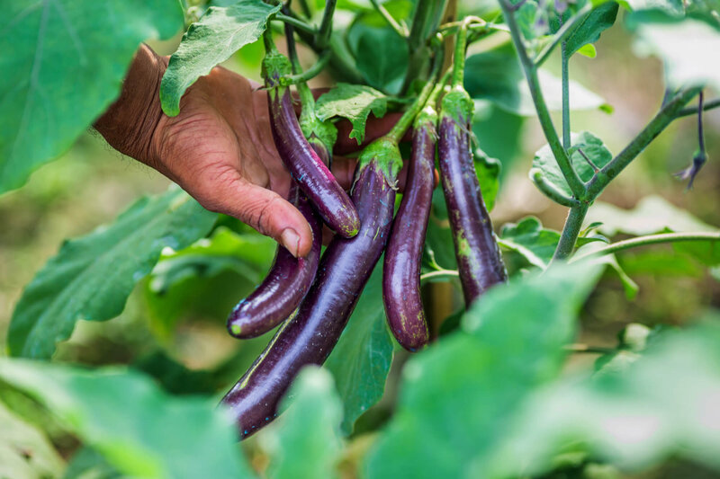 Solanum melongena Elp Tipo Perline