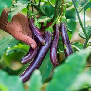 Solanum melongena Elp Tipo Perline