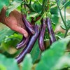 Solanum melongena Elp Tipo Perline