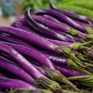 Solanum melongena Elp Tipo Perline