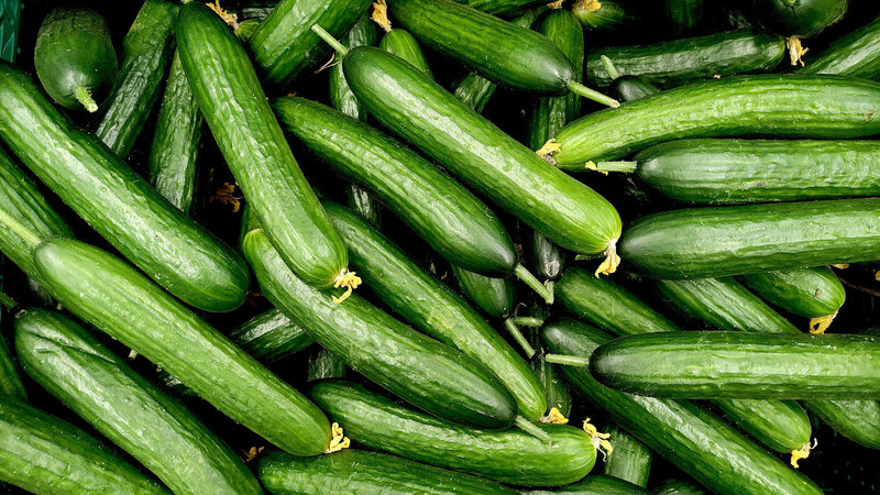 Cucumis sativus