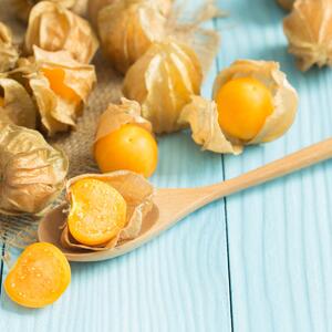Physalis peruviana 'Schönbrunner Gold'