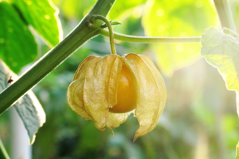 Physalis peruviana 'Schönbrunner Gold'
