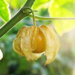 Physalis peruviana 'Schönbrunner Gold'