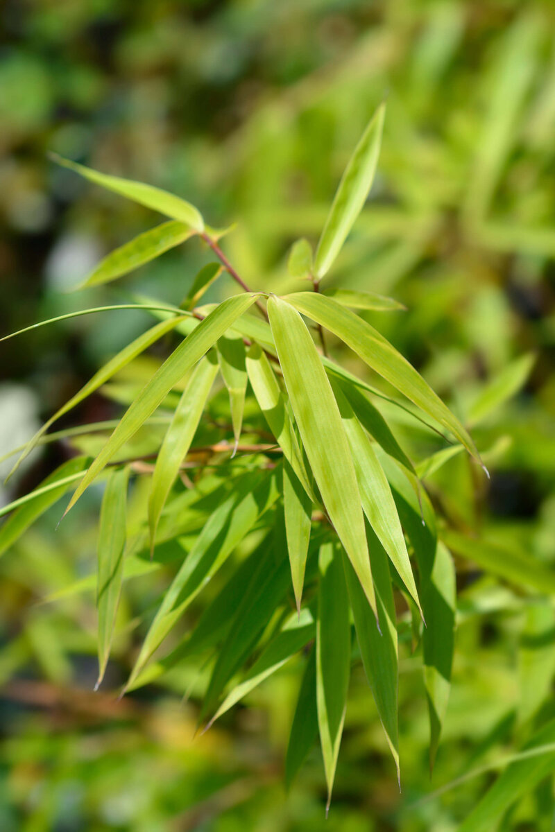 Fargesia murielae