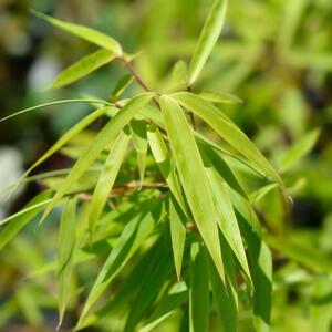 Fargesia murielae