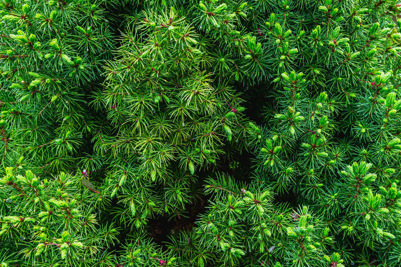 Picea glauca Conica