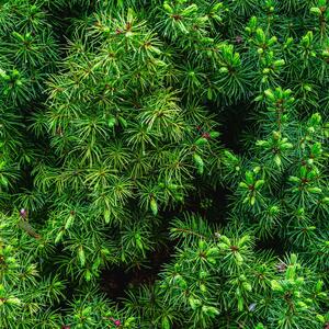 Picea glauca Conica