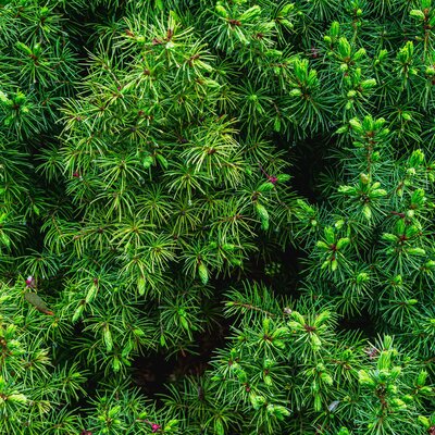 Picea glauca Conica