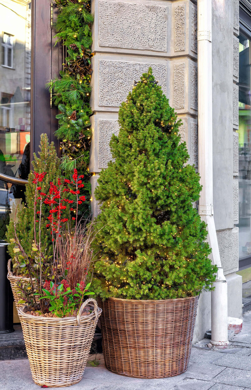 Picea glauca Conica