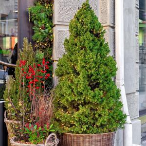 Picea glauca Conica