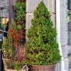 Picea glauca Conica