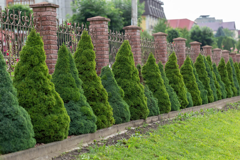 Picea glauca Conica
