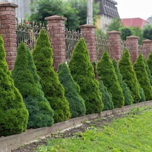 Picea glauca Conica