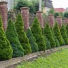 Picea glauca Conica