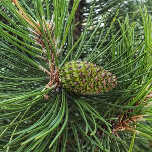 Pinus mugo Mughus
