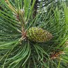 Pinus mugo Mughus