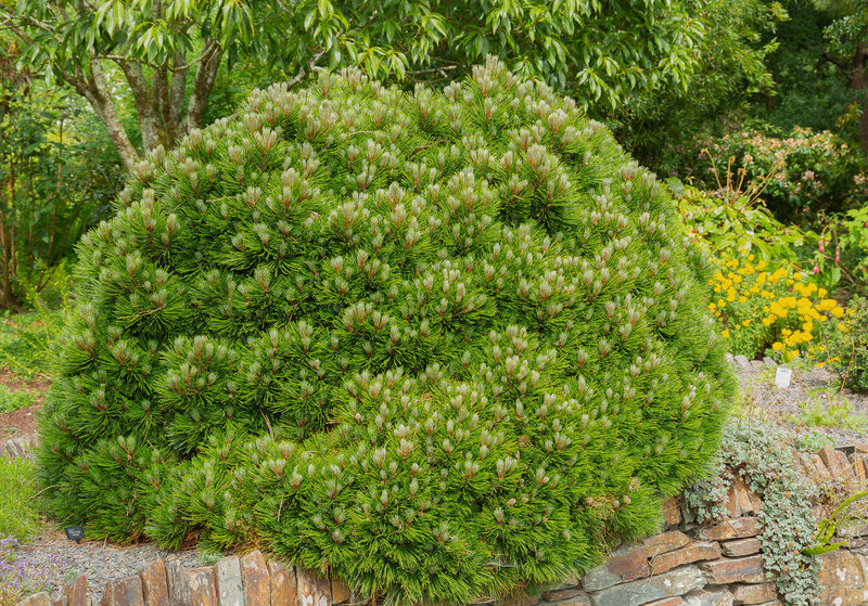 Pinus mugo Mughus