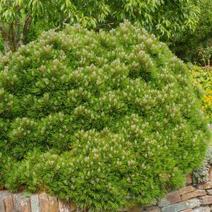 Pinus mugo Mughus