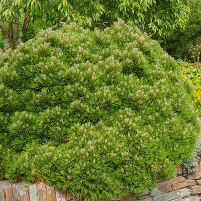 Pinus mugo Mughus