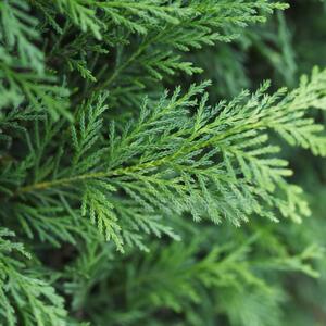 Cupressocyparis leylandii 2001