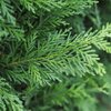 Cupressocyparis leylandii 2001