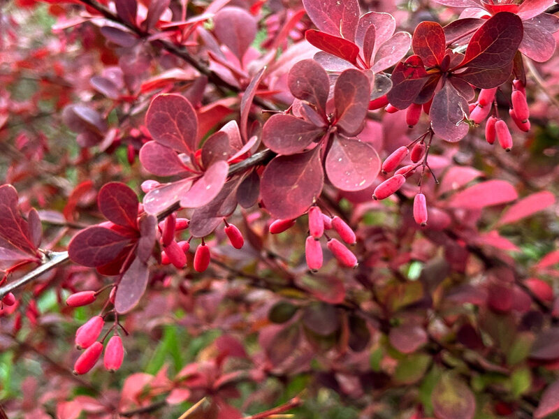 Berberis ottawensis 'Superba'