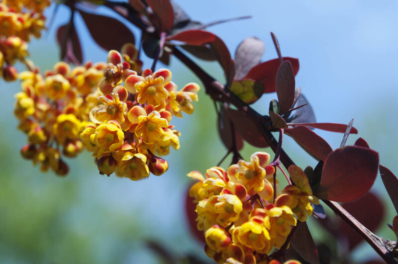 Berberis ottawensis 'Superba'