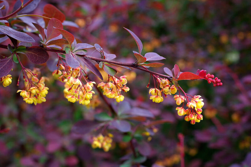 Berberis ottawensis 'Superba'