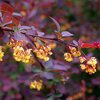 Berberis ottawensis 'Superba'