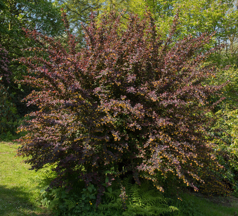 Berberis ottawensis 'Superba'