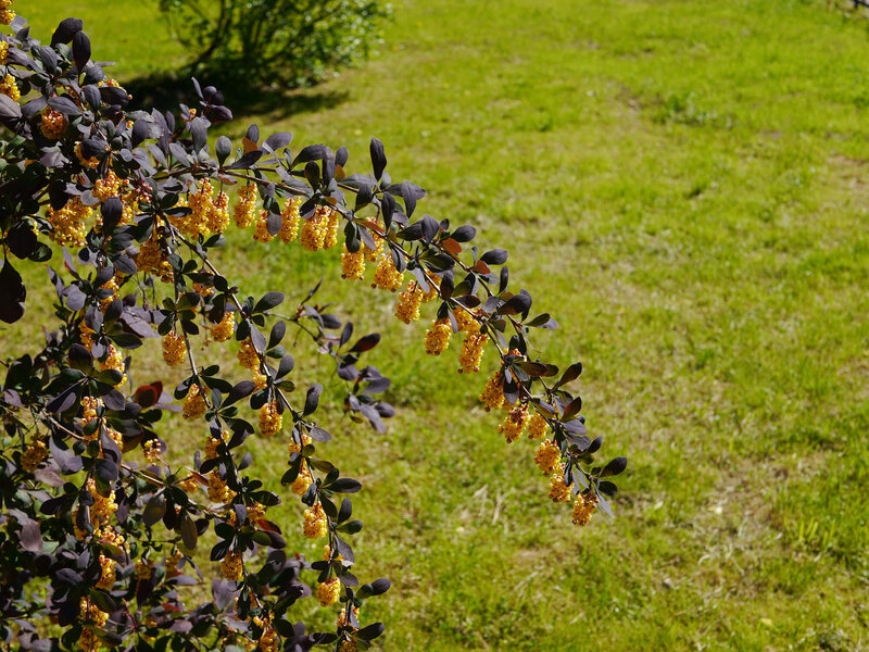 Berberis ottawensis 'Superba'