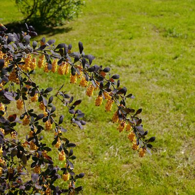 Berberis ottawensis 'Superba'