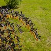 Berberis ottawensis 'Superba'