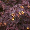 Berberis thunbergii 'Atropurpurea'