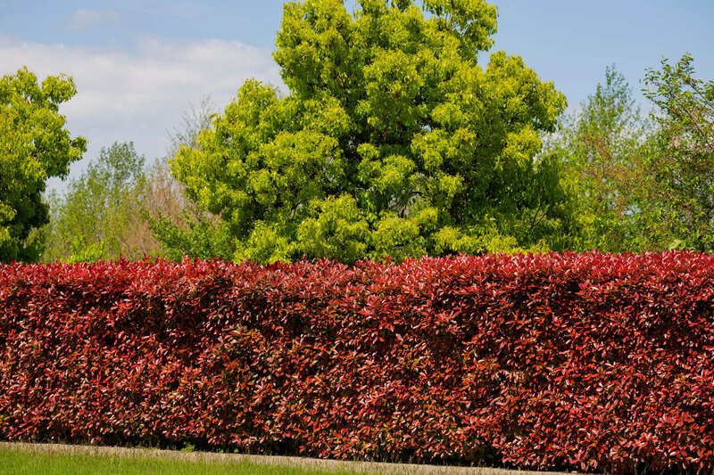 Berberis thunbergii 'Atropurpurea'