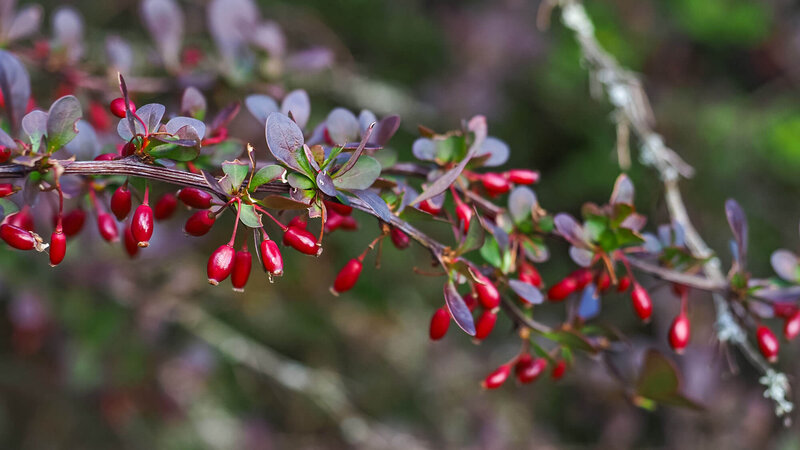 Berberis thunbergii 'Atropurpurea'