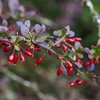 Berberis thunbergii 'Atropurpurea'