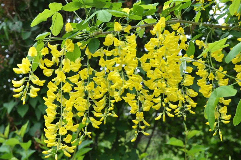 Caragana arborescens