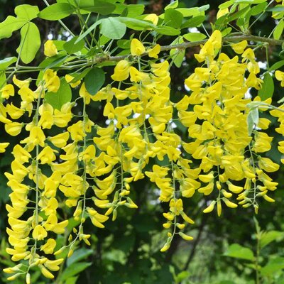 Caragana arborescens