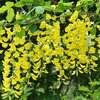 Caragana arborescens